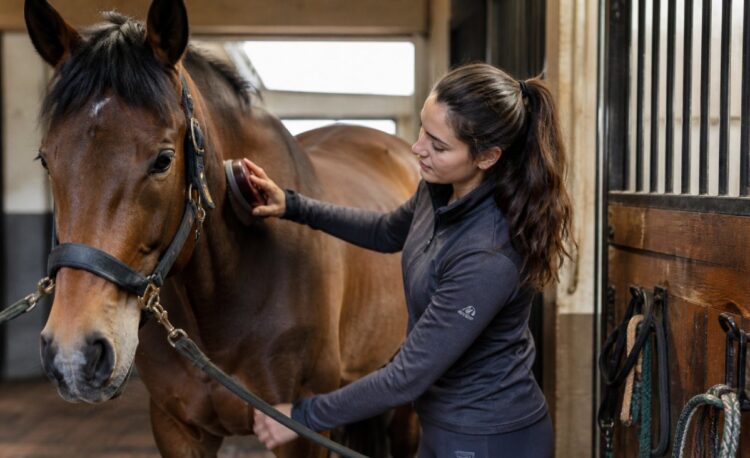 Jeune cavalière effectuant le pansage de son cheval bai dans une écurie baignée de lumière dorée, moment de complicité entre le cheval et sa monture